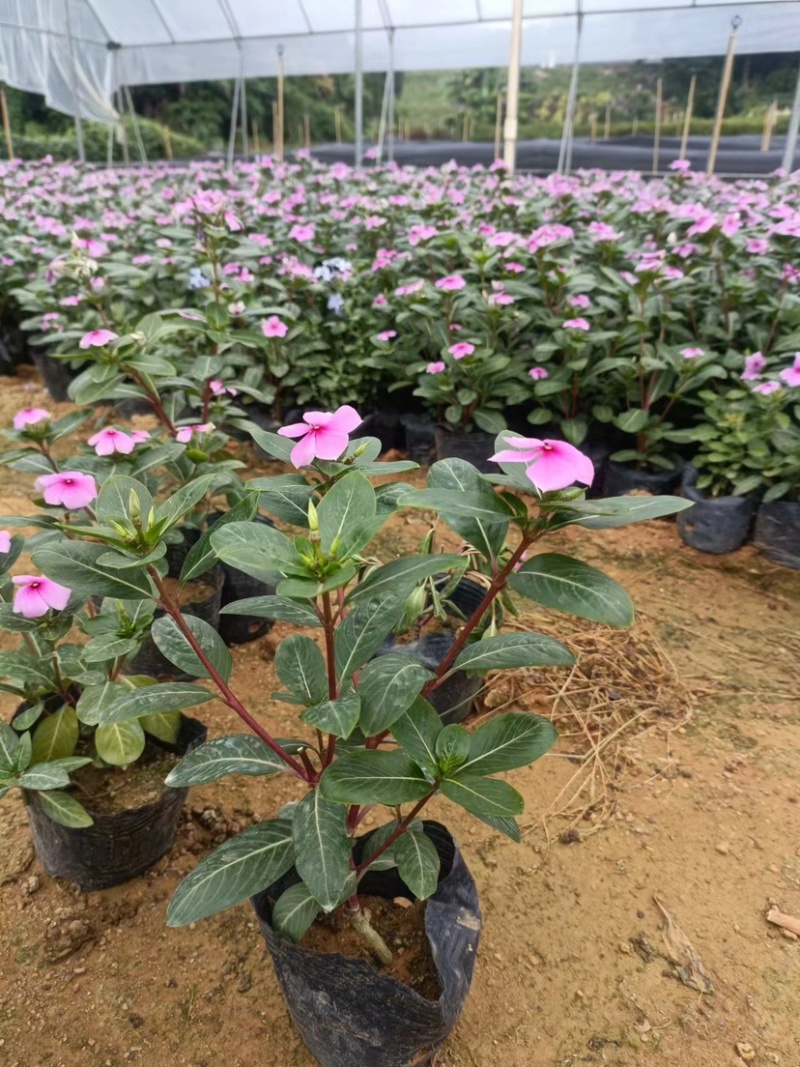 大量长春花七斤袋基地直销