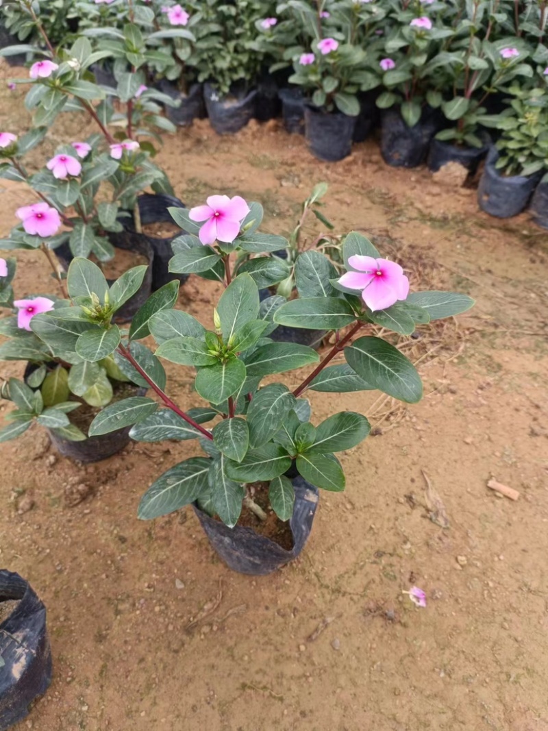 大量长春花七斤袋基地直销