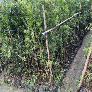 大量罗汉松苗1米至3米大量基地直销