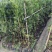 大量罗汉松苗1米至3米大量基地直销