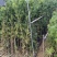 大量罗汉松苗1米至3米大量基地直销