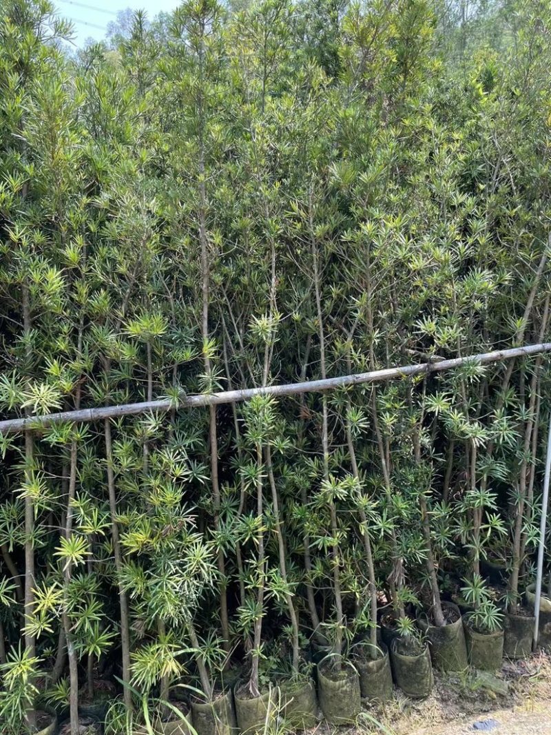 大量罗汉松苗1米至3米大量基地直销