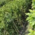 大量罗汉松苗1米至3米大量基地直销