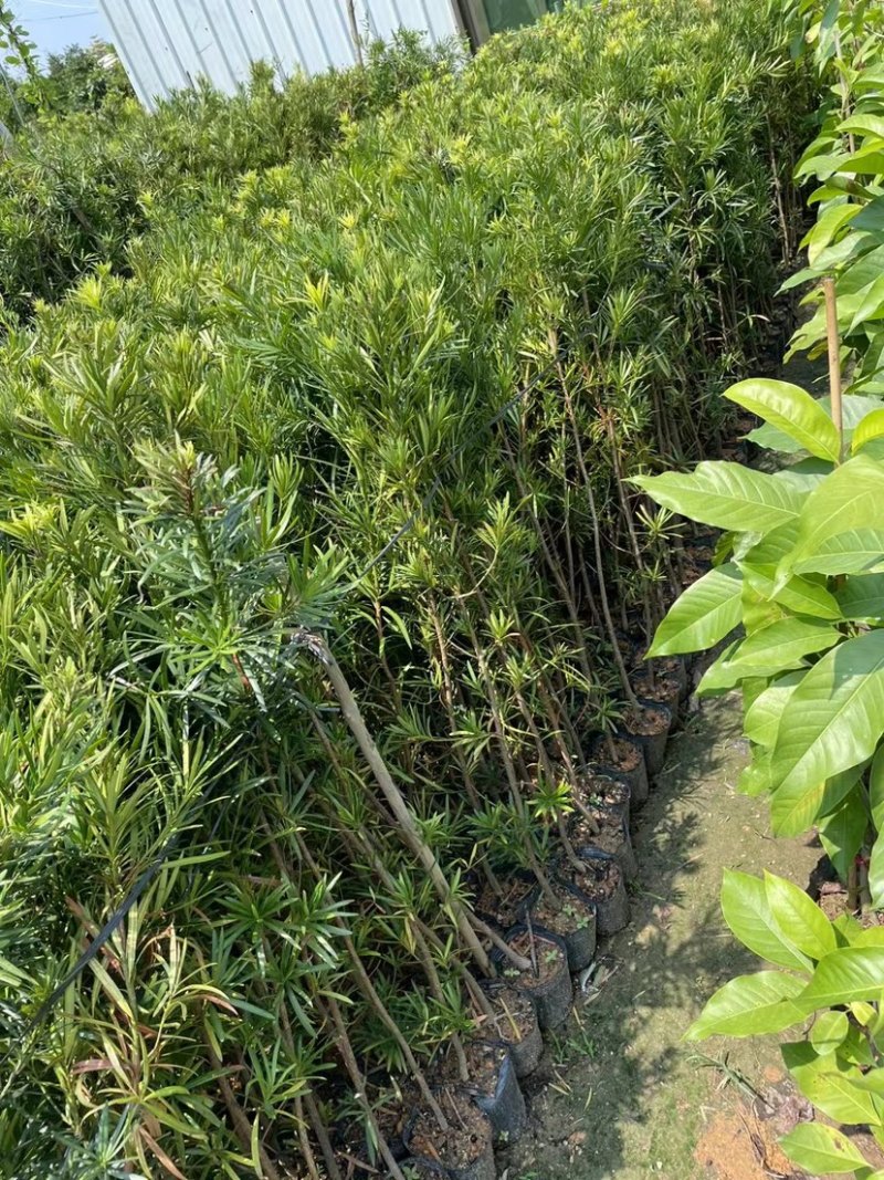 大量罗汉松苗1米至3米大量基地直销