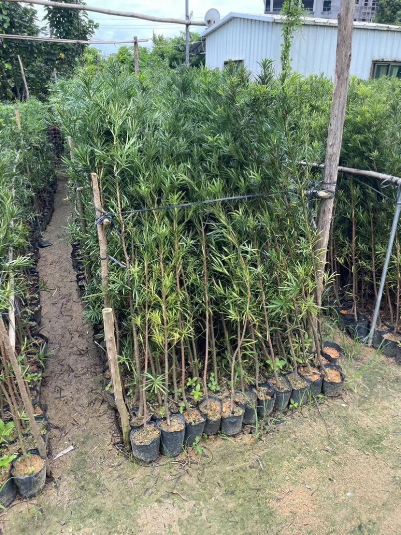 大量罗汉松苗1米至3米大量基地直销