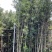 大量罗汉松苗1米至3米大量基地直销