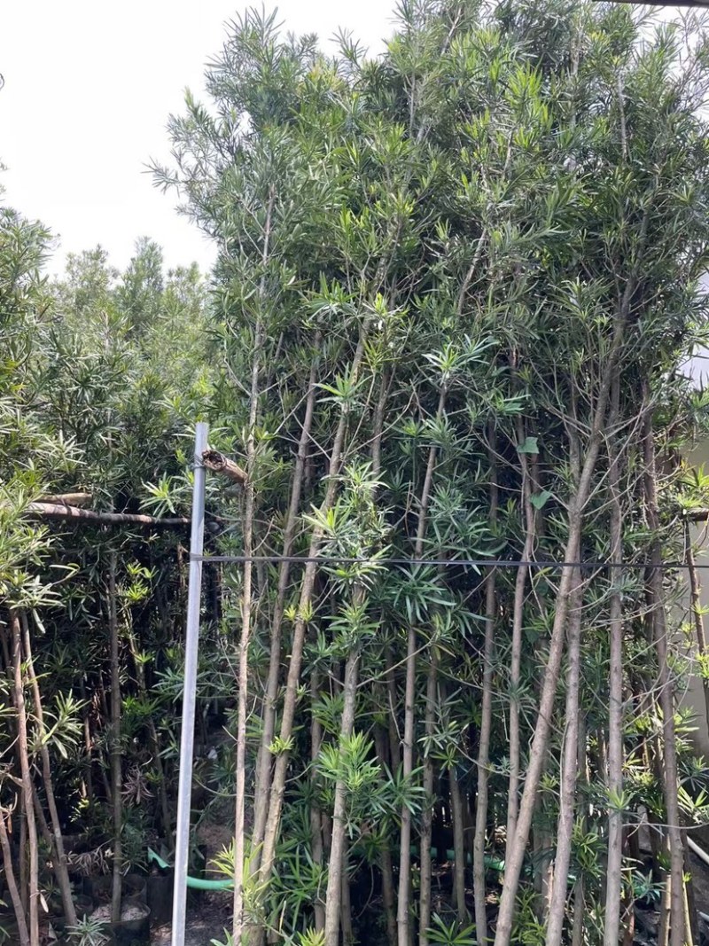 大量罗汉松苗1米至3米大量基地直销