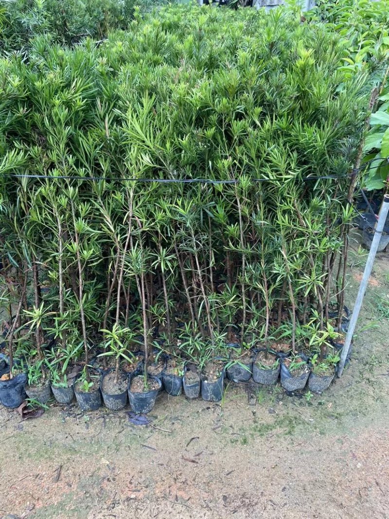 大量罗汉松苗1米至3米大量基地直销