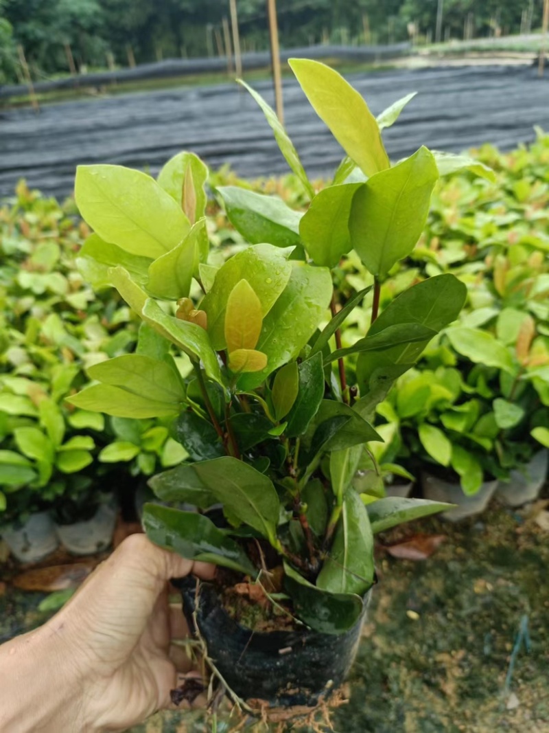 大量七斤袋龙船花基地直销