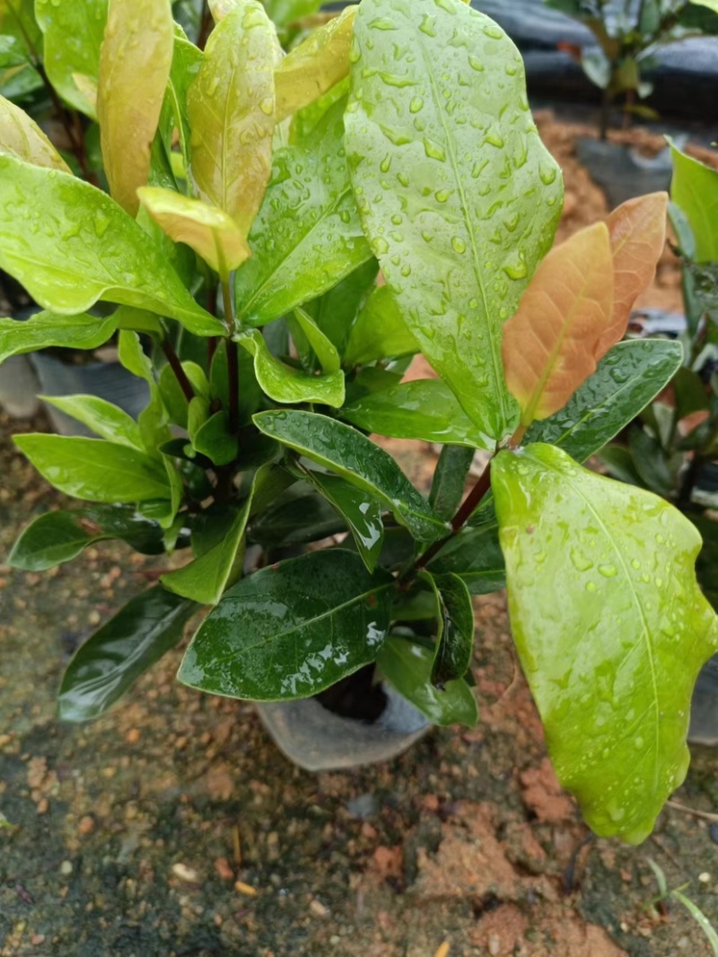 大量七斤袋龙船花基地直销