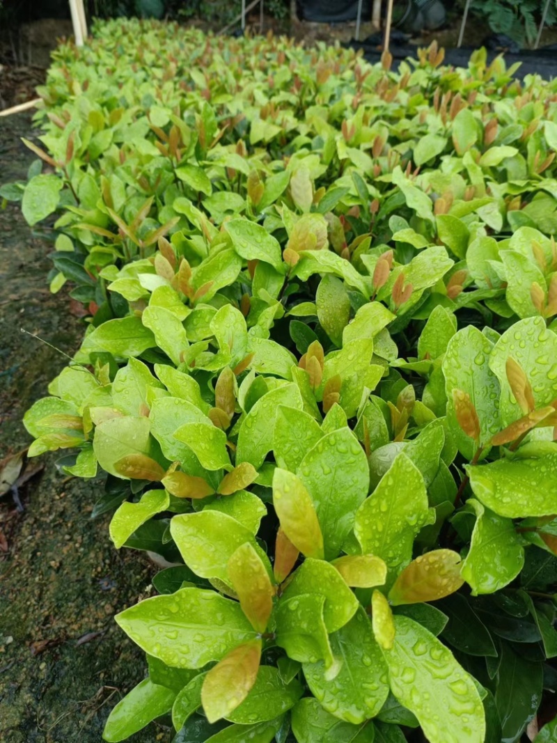 大量七斤袋龙船花基地直销