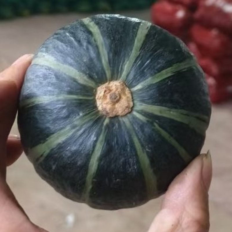 惠和一号等各种高端精品南瓜，高端货！高端货！高端货！