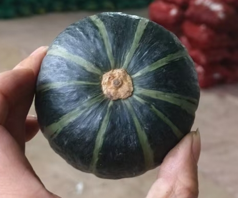 惠和一号等各种高端精品南瓜，高端货！高端货！高端货！