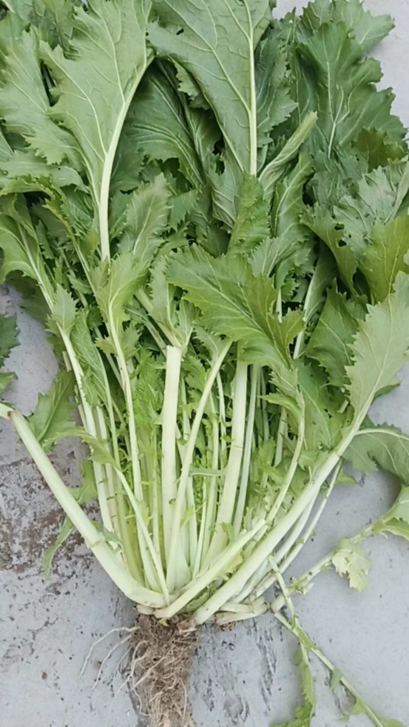 安微亳州雪里红芥菜，批发价，合作共赢，，，，