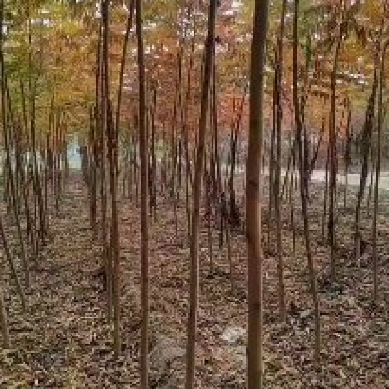河北火炬树2-3公分50万棵，4-6公分火炬60万棵
