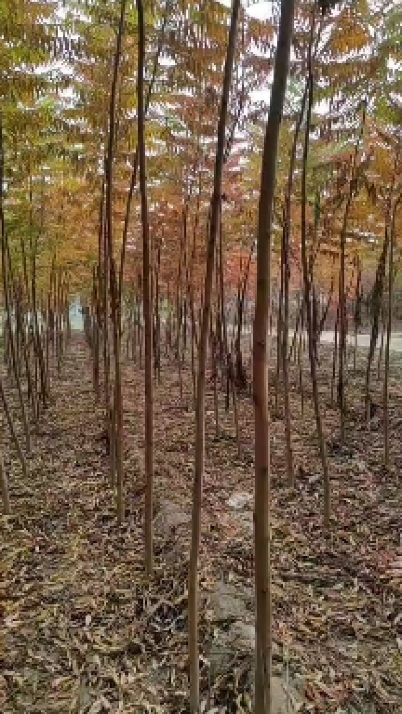 河北火炬树2-3公分50万棵，4-6公分火炬60万棵