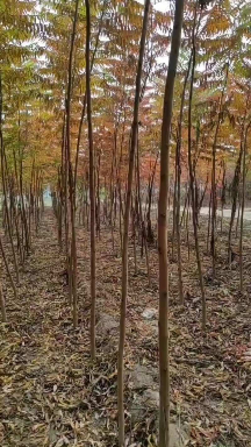 河北火炬树2-3公分50万棵，4-6公分火炬60万棵