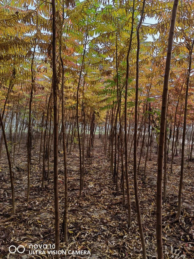 河北火炬树2-3公分50万棵，4-6公分火炬60万棵