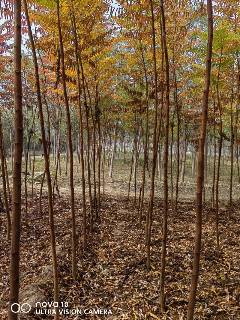 河北火炬树2-3公分50万棵，4-6公分火炬60万棵