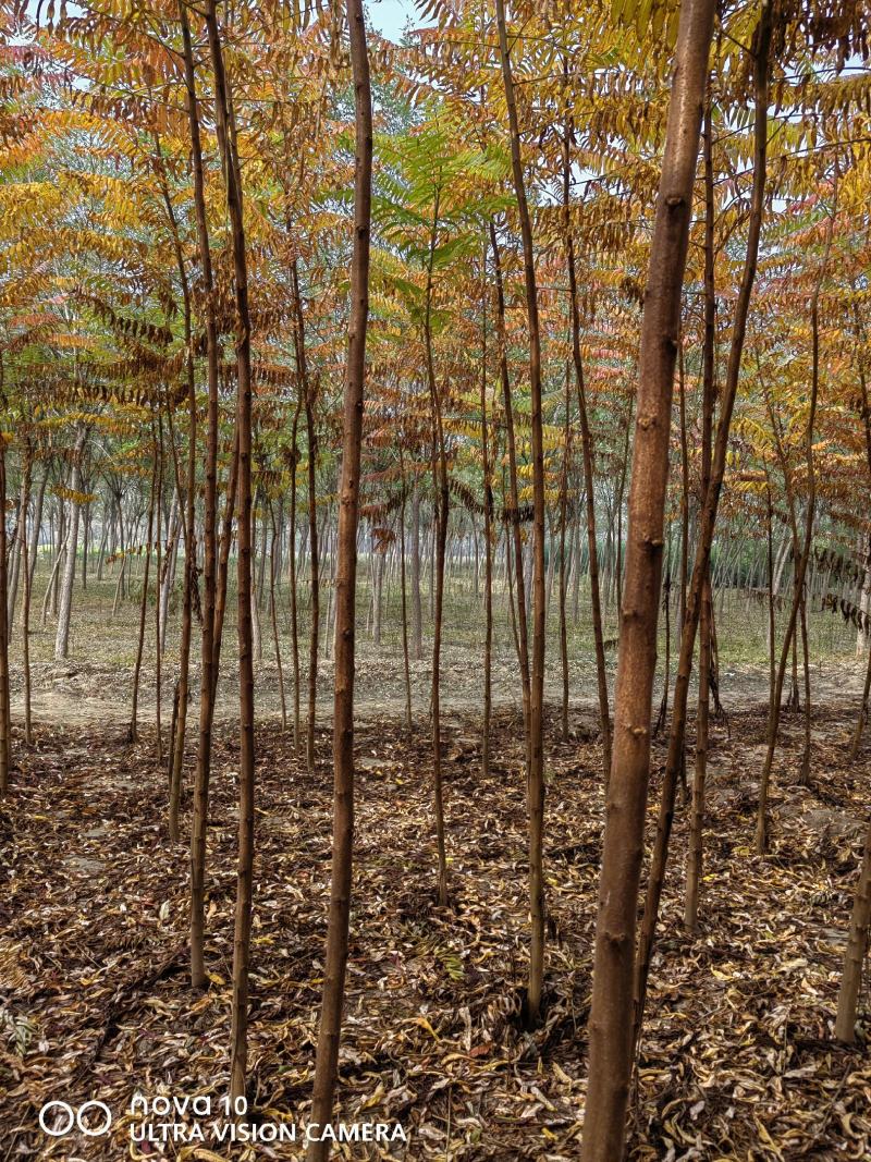 河北火炬树2-3公分50万棵，4-6公分火炬60万棵