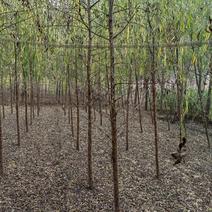 河北垂柳基地3-6公分垂柳15万棵速生垂柳