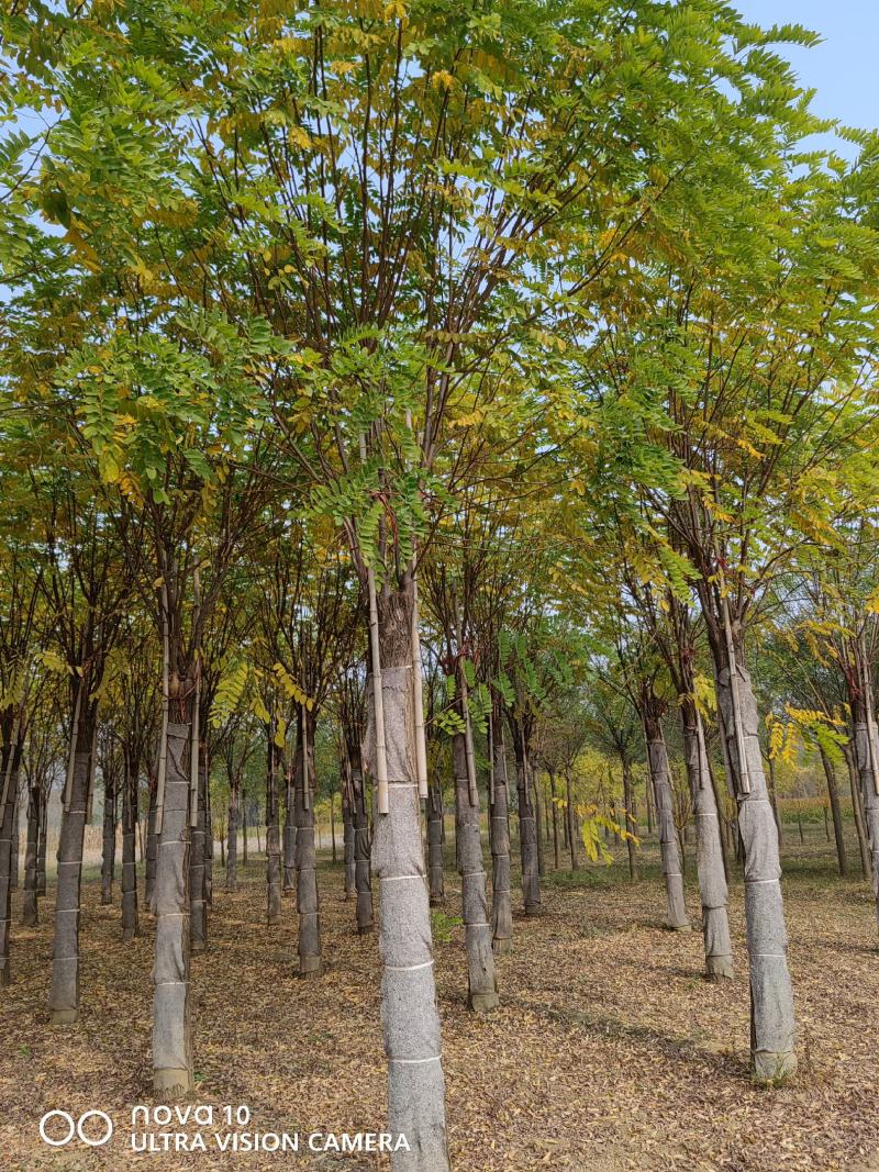 河北香花槐15-20公分嫁接3年冒香花槐