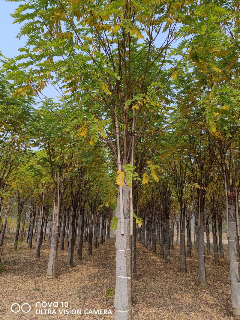 河北香花槐15-20公分嫁接3年冒香花槐