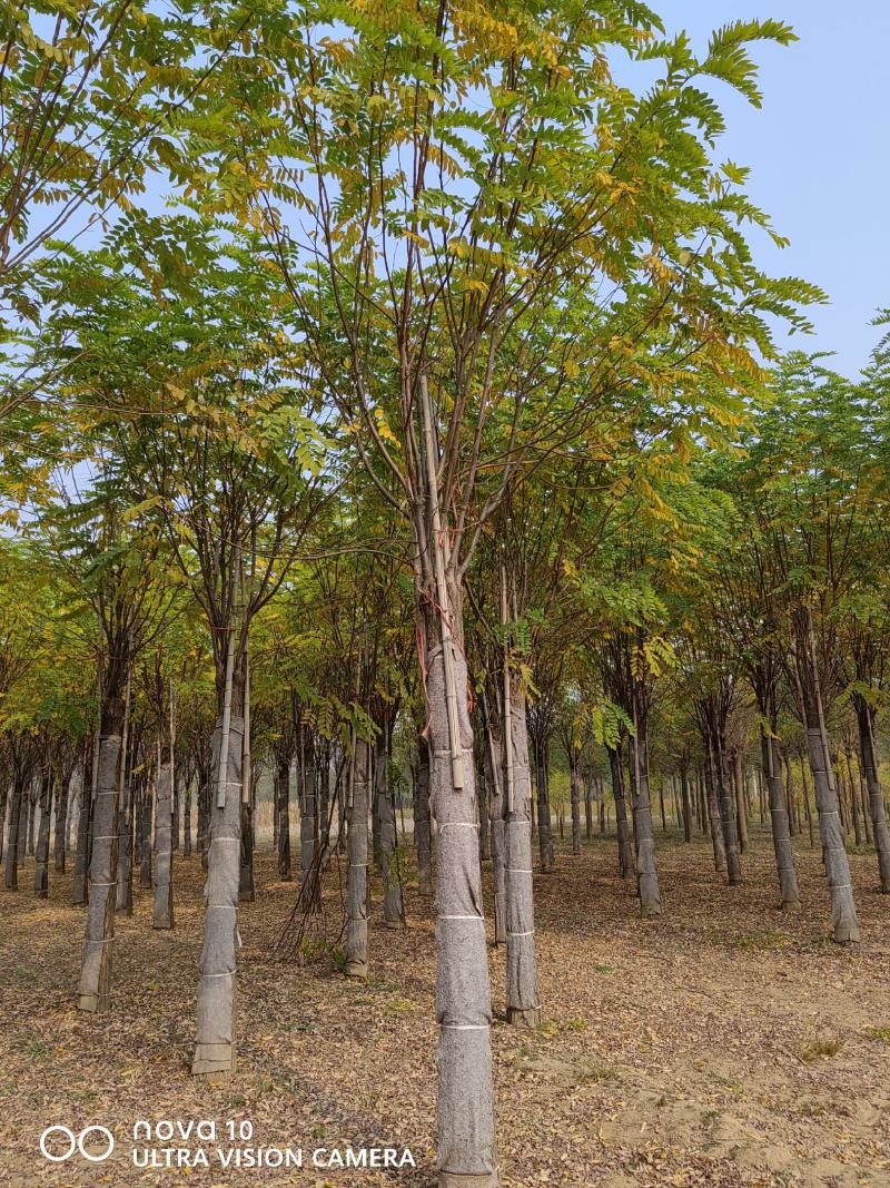 河北香花槐15-20公分嫁接3年冒香花槐