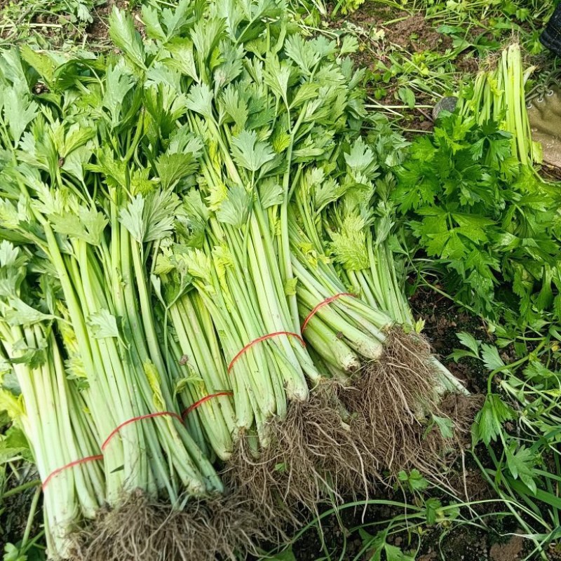 芹菜