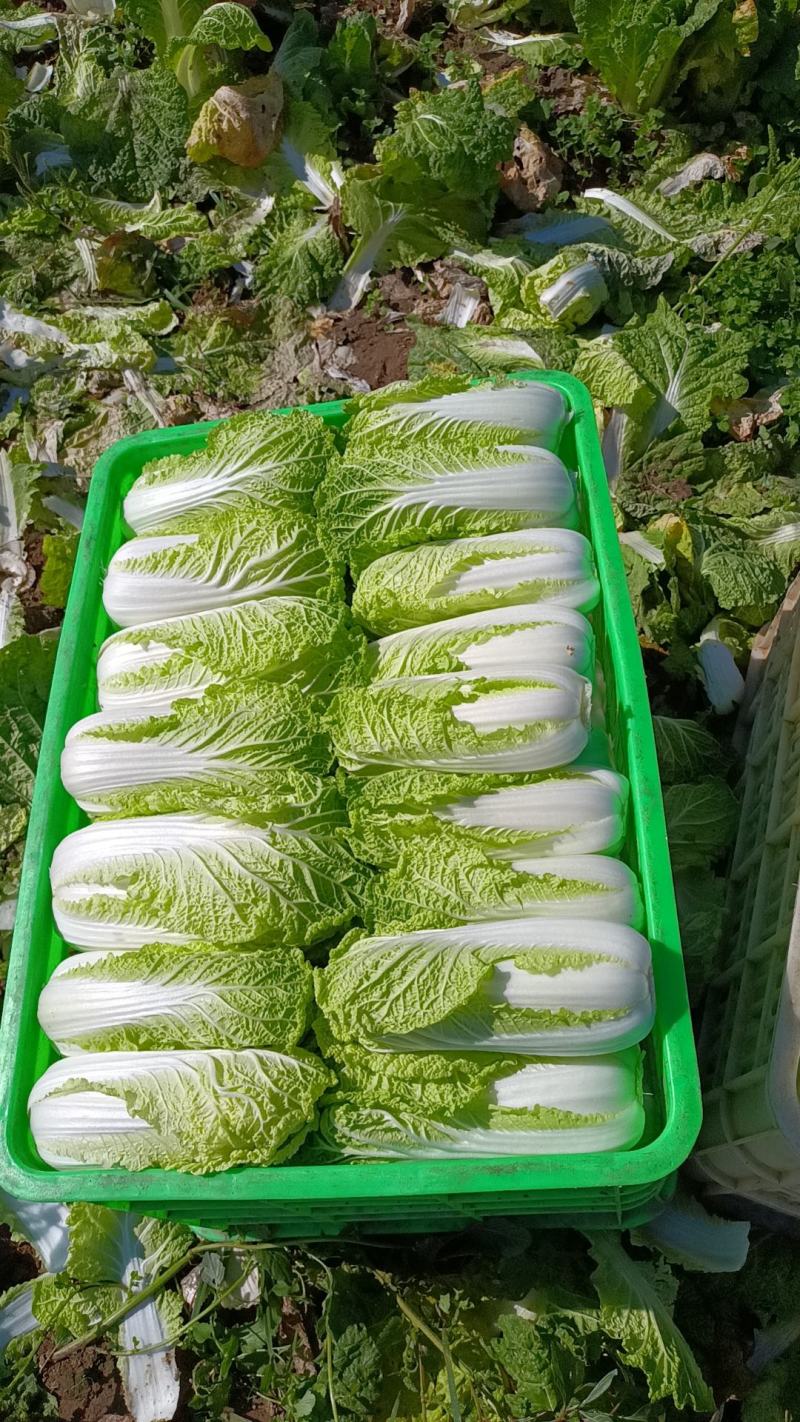 精品娃娃菜大量有货，无黑点无虫眼，需要的提前联系价格合适