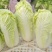 精品娃娃菜大量有货，无黑点无虫眼，需要的提前联系价格合适