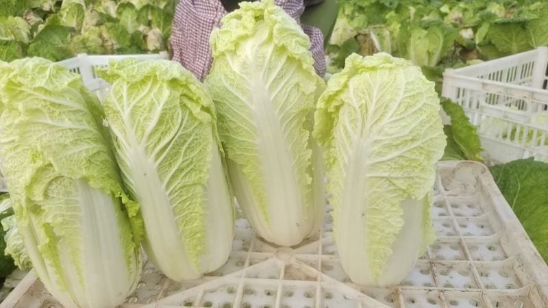 精品娃娃菜大量有货，无黑点无虫眼，需要的提前联系价格合适
