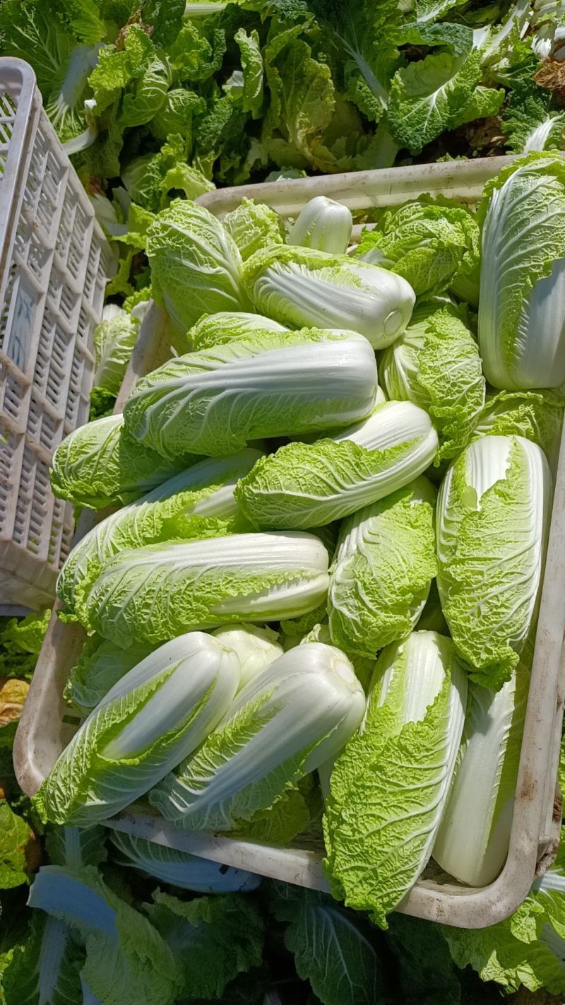 精品娃娃菜大量有货，无黑点无虫眼，需要的提前联系价格合适