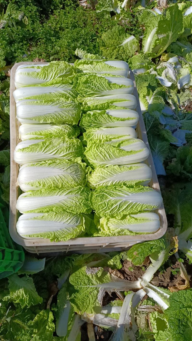 精品娃娃菜大量有货，无黑点无虫眼，需要的提前联系价格合适