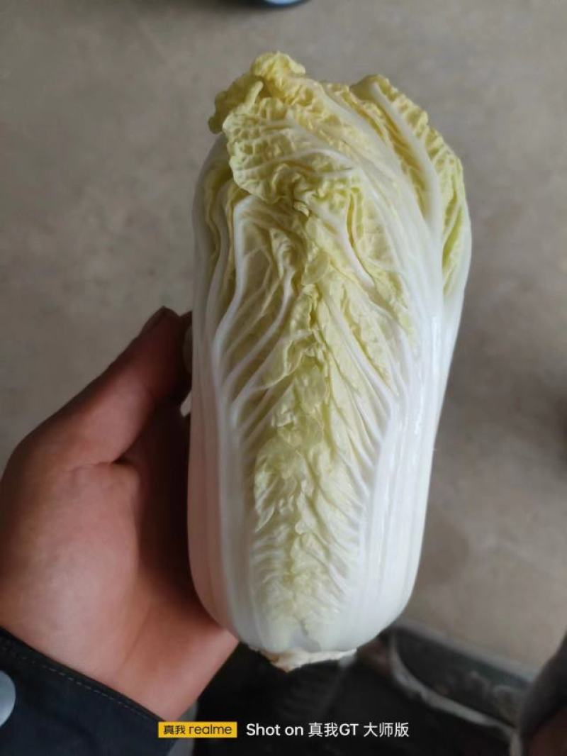 精品娃娃菜大量有货，无黑点无虫眼，需要的提前联系价格合适