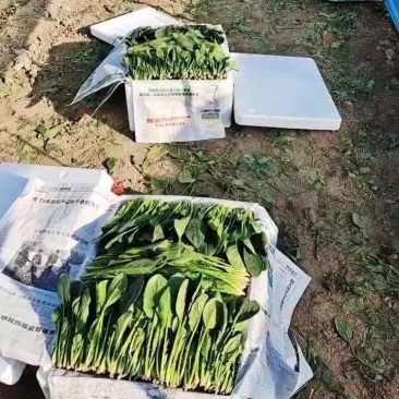货源充足，万亩基地菠菜