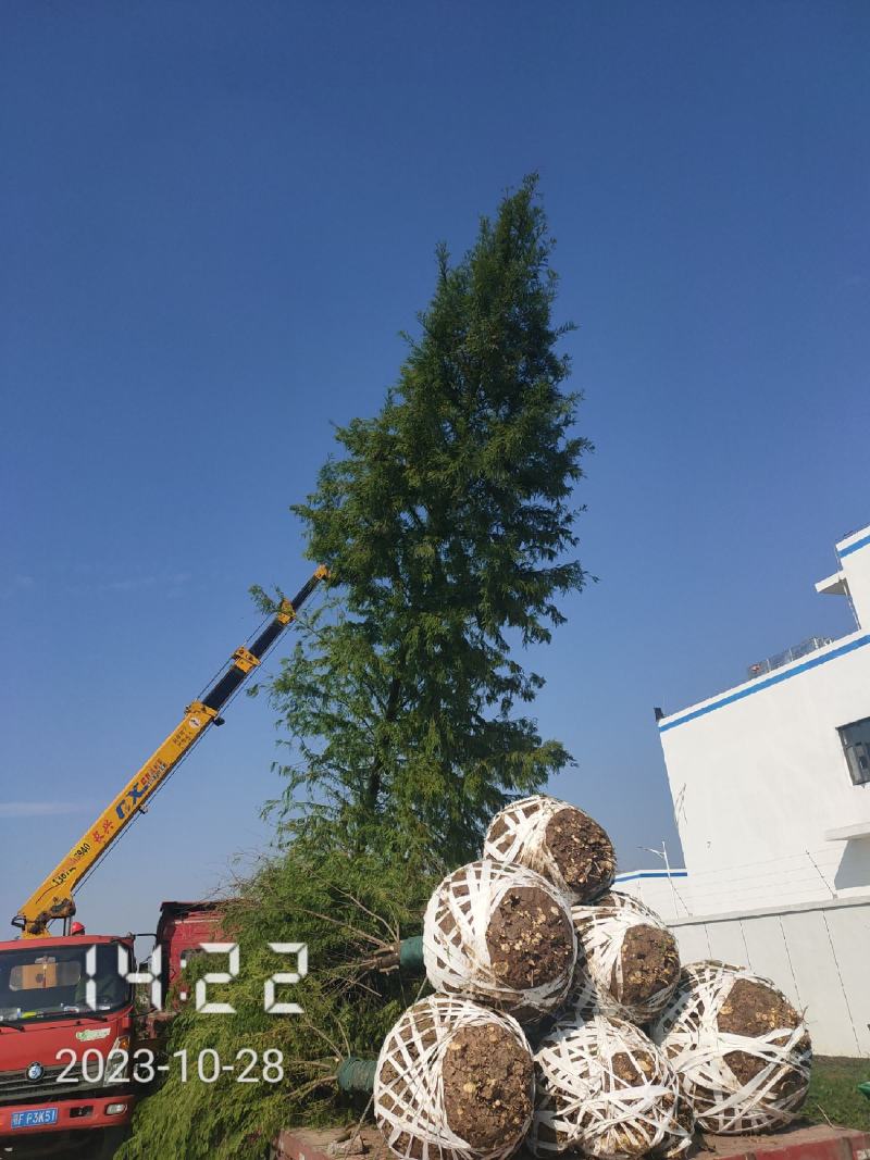 大量供应18-20的落羽杉，杆直，冠好，支持线上保障交易