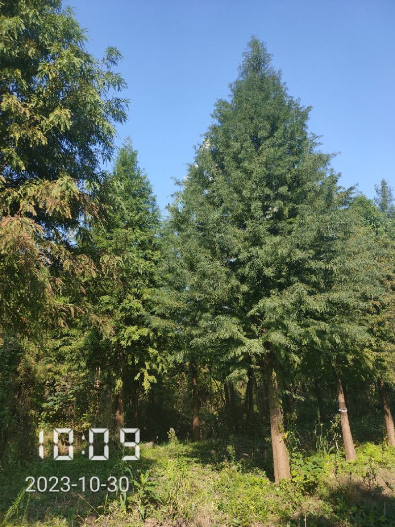 大量供应18-20的落羽杉，杆直，冠好，支持线上保障交易