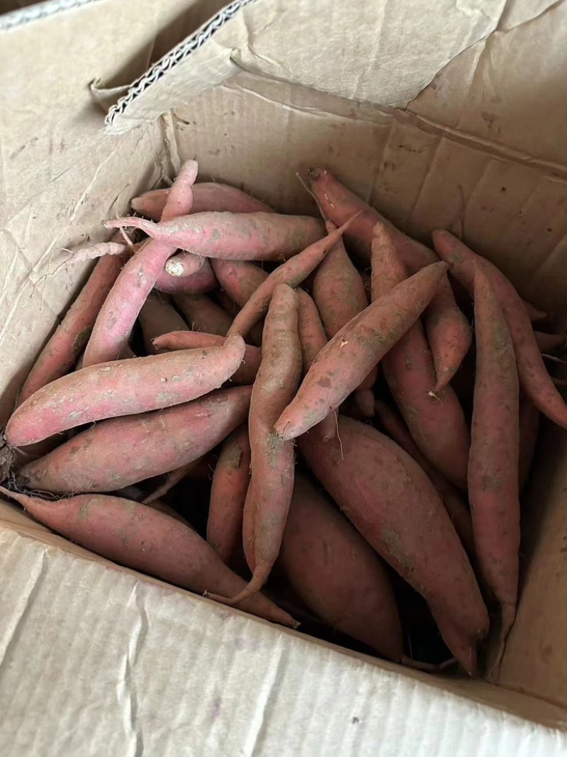 红薯烟薯25特别适合烤食软糯香甜营养价值高