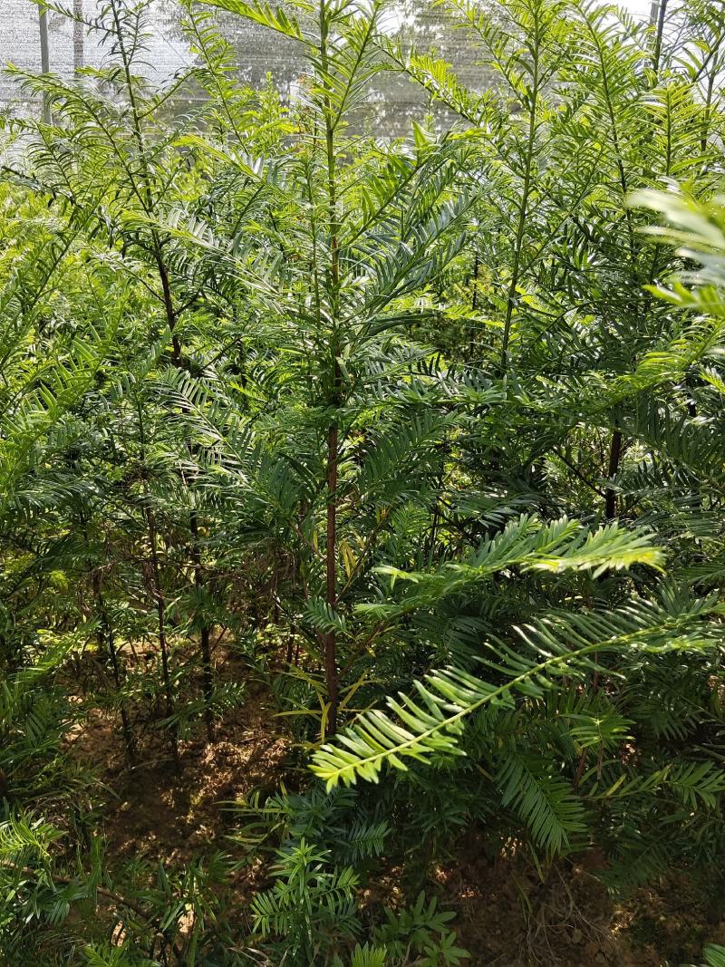 红豆杉小苗、红豆杉杯苗，欢迎来电咨询