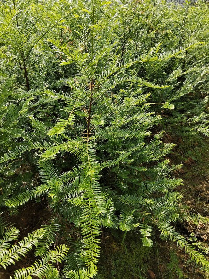 红豆杉小苗、红豆杉杯苗，欢迎来电咨询