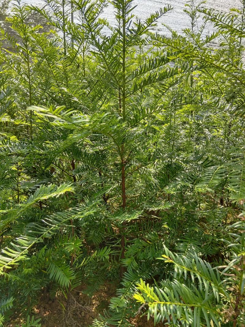 红豆杉小苗、红豆杉杯苗，欢迎来电咨询