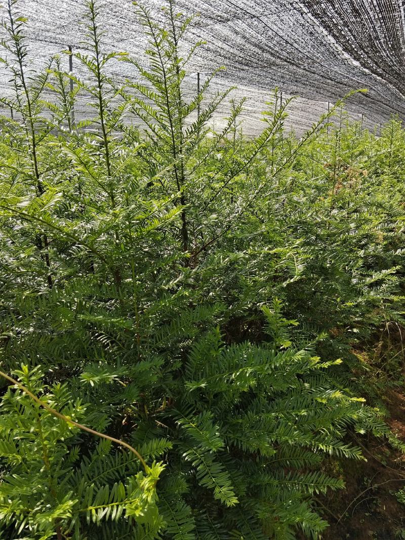 红豆杉小苗、红豆杉杯苗，欢迎来电咨询