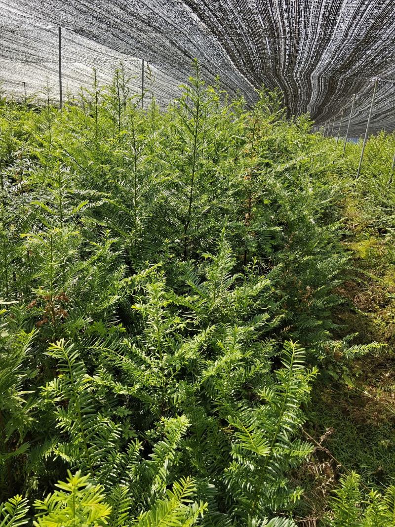 红豆杉小苗、红豆杉杯苗，欢迎来电咨询