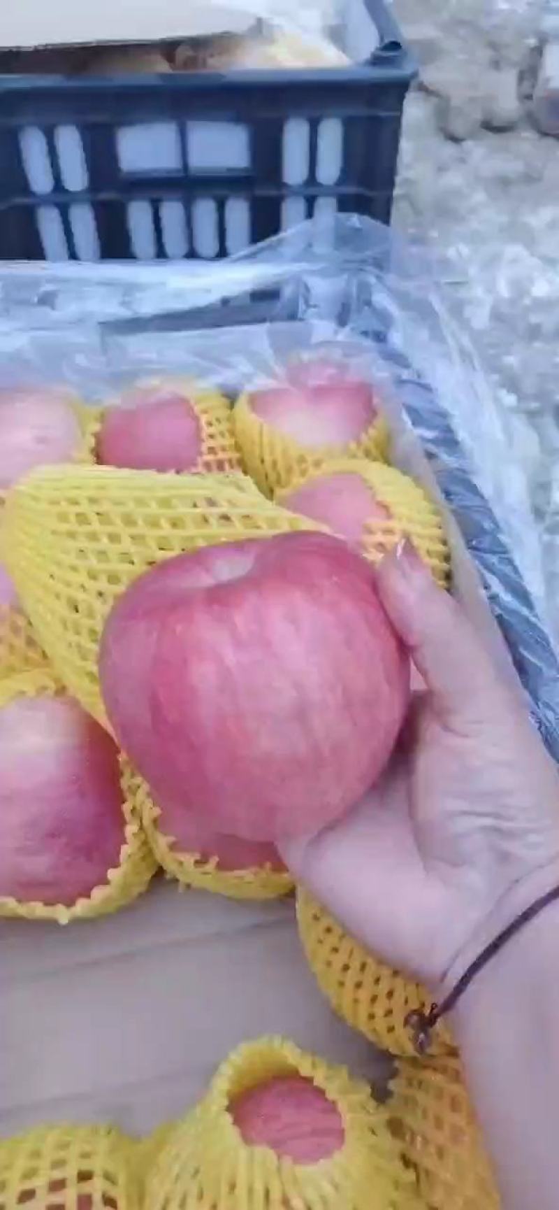山东纸袋红富士苹果大量供应。保质保量支持全国发货