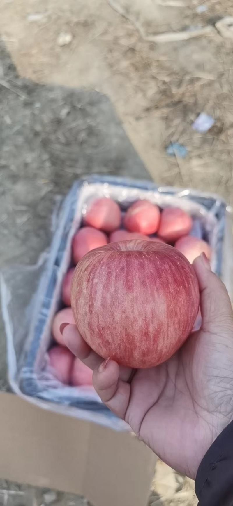 山东纸袋红富士苹果大量供应。保质保量支持全国发货