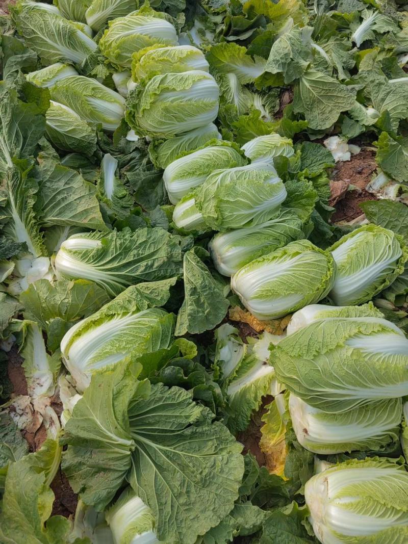 山东滕州黄心白菜大白菜大量供应产地直发货源充足