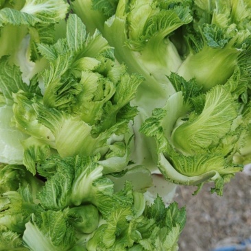 儿菜大量上市价格不贵，万亩基地货源充足需要的联系。