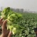 儿菜大量上市价格不贵，万亩基地货源充足需要的联系。
