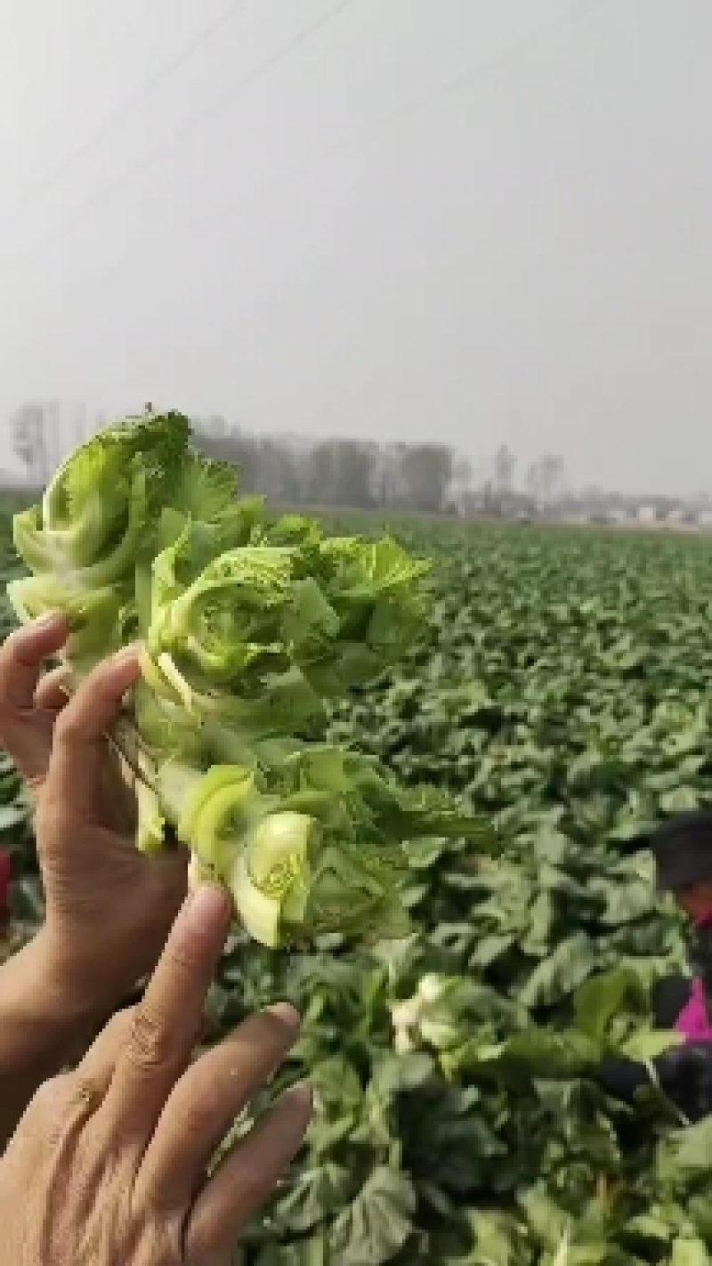 儿菜大量上市价格不贵，万亩基地货源充足需要的联系。